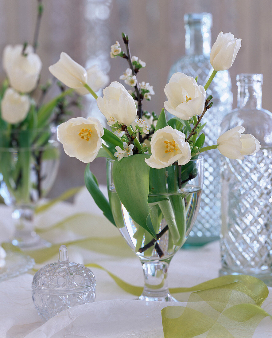 Tulipa (white tulips)