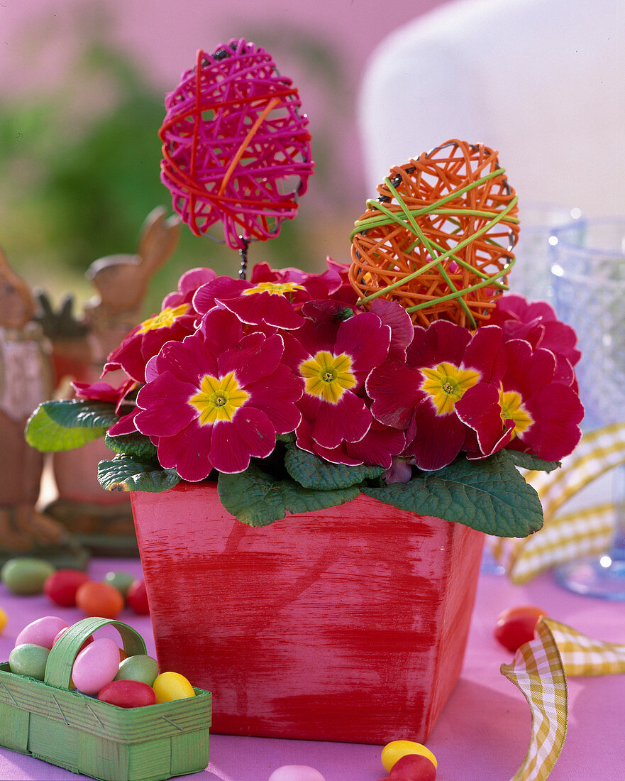 Primula acaulis (spring primrose) in square pot