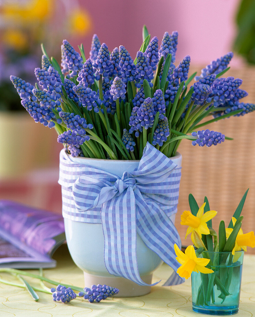 Muscari 'Blue Pearl' (Grape Hyacinth)
