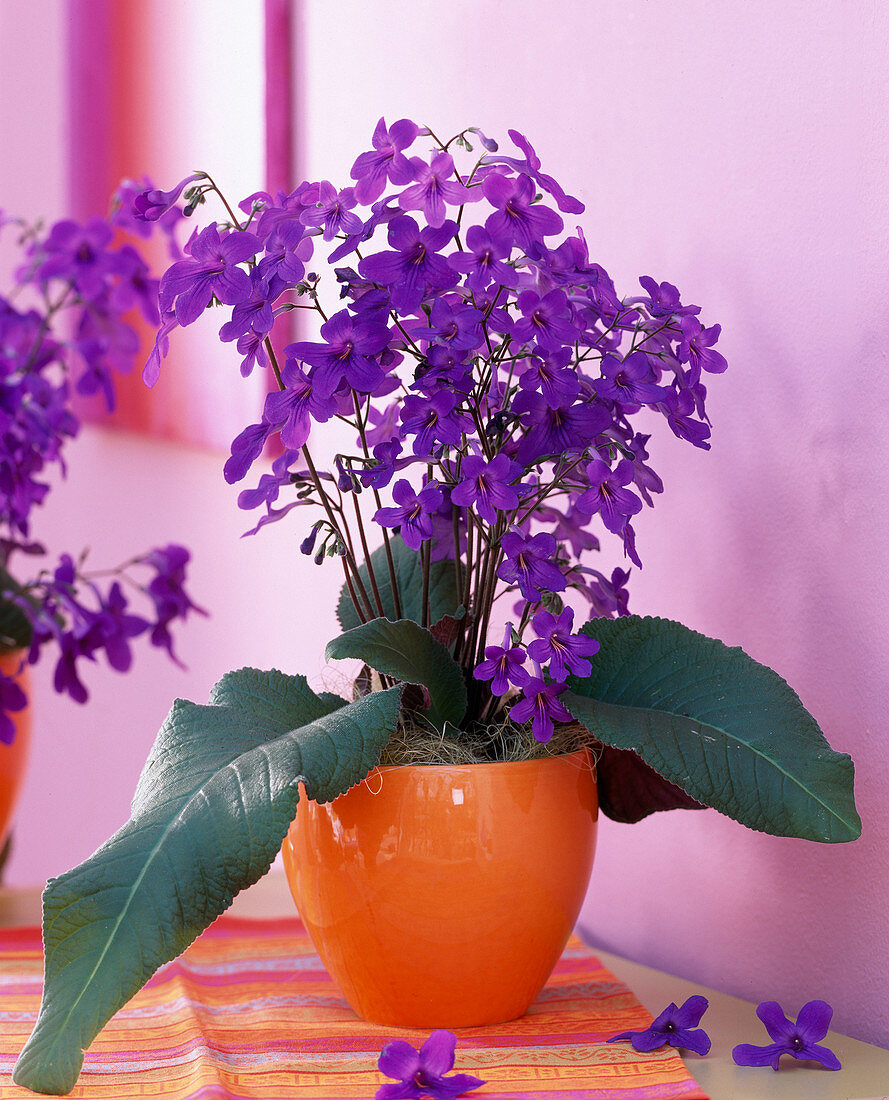 Streptocarpus 'Domino' (Drehfrucht)