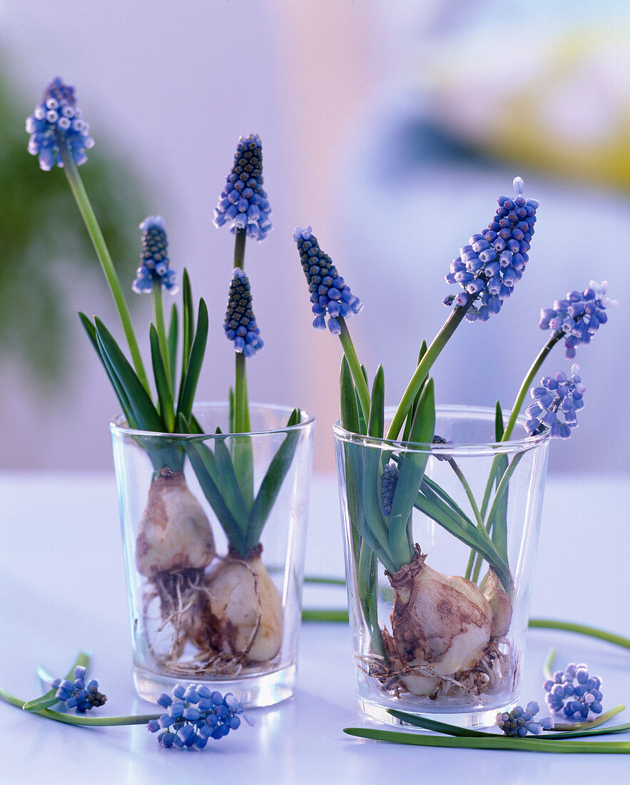 Muscari 'Blue Magic' (grape hyacinths)