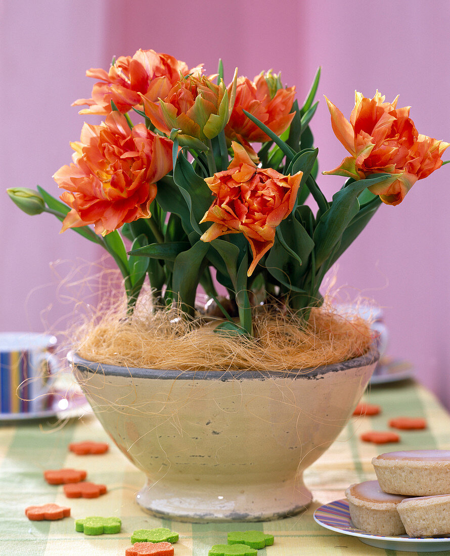 Tulipa 'Orange Princess' (tulip) blooming