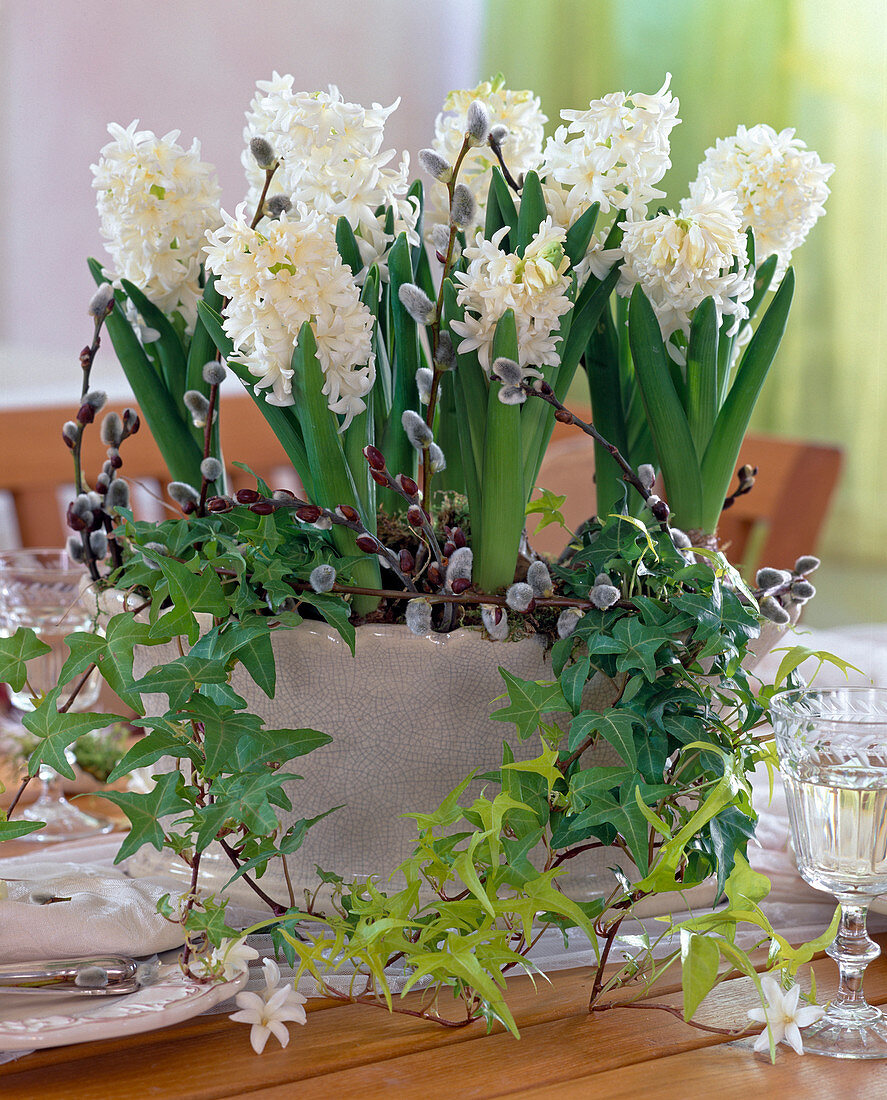 Hyacinthus 'White Pearl' (Hyacinth)