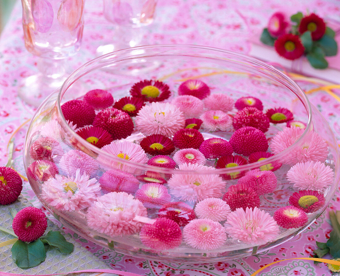 Bellis (red and pink daisies)