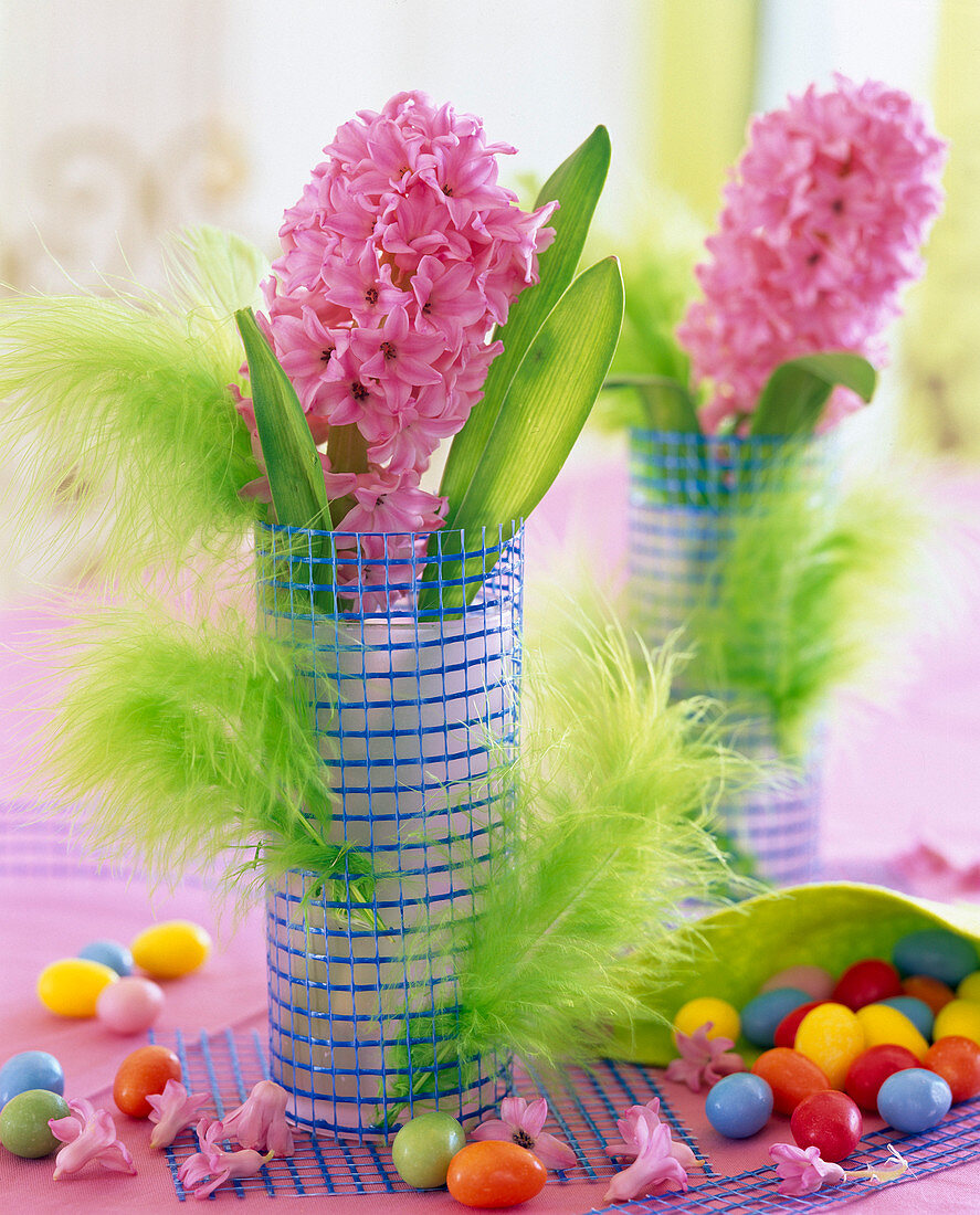 Hyacinthus (pink hyacinth)