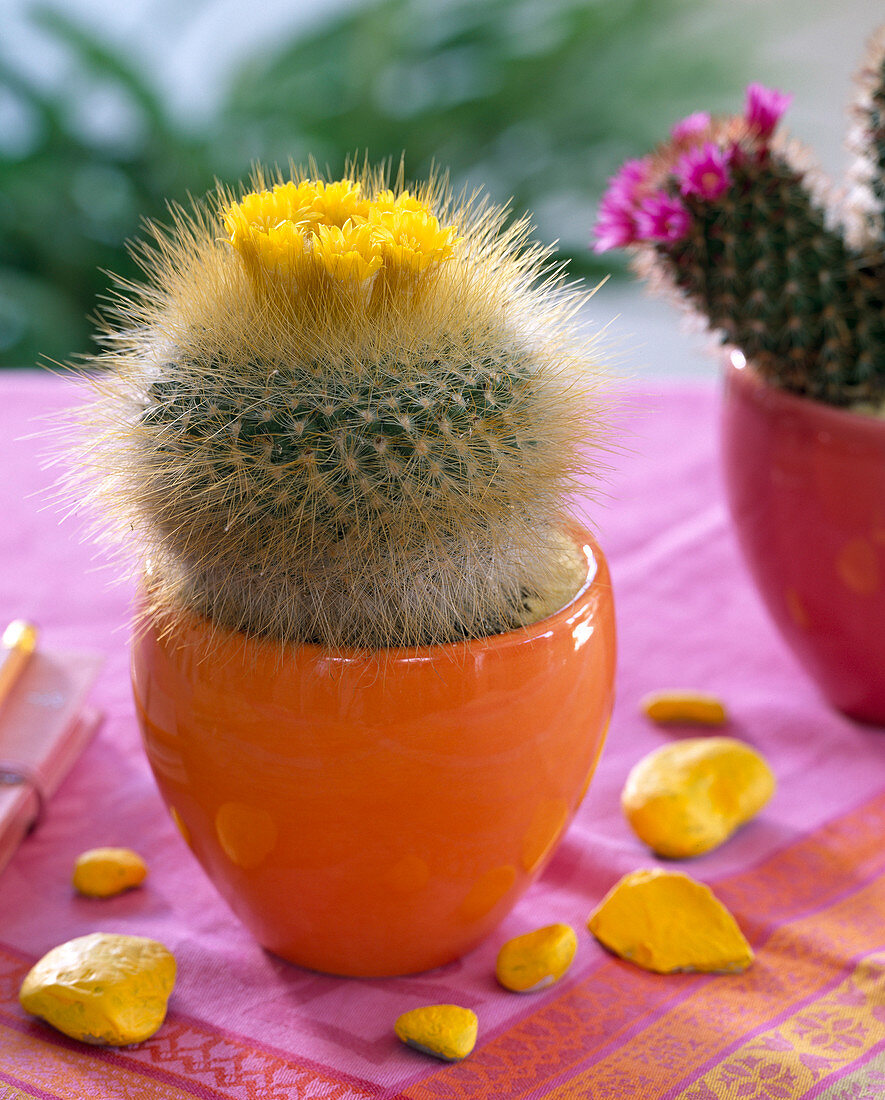 Parodia (Kugelkaktus) mit gelben Blüten