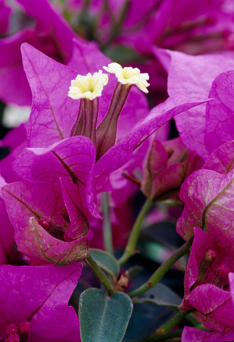 Bougainvillea glabra