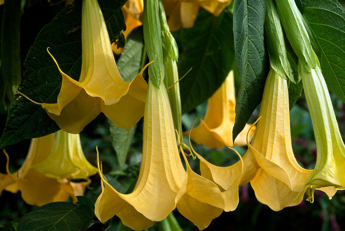 Brugmansia X Candida 'Estella'