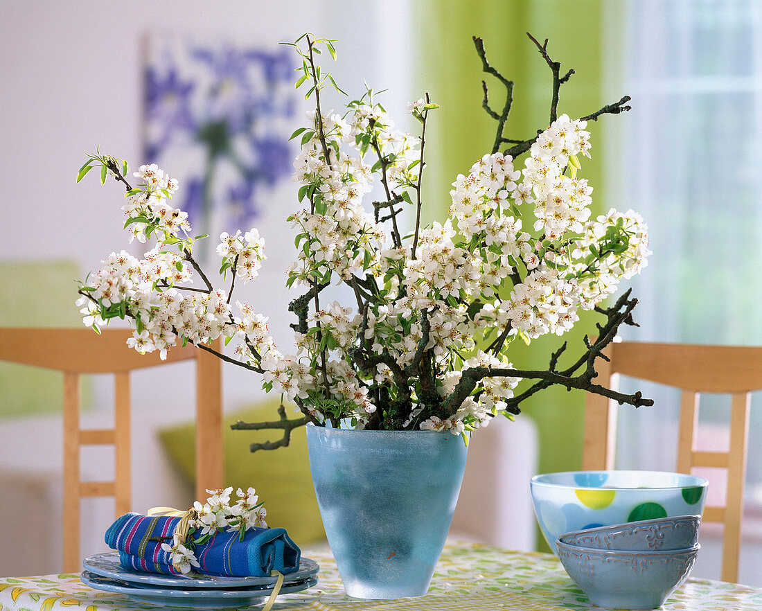 Pyrus (pear branches) in a light blue glass vase