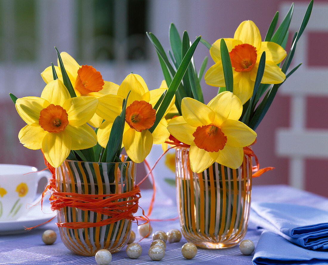 Narcissus 'Red Devon' (Daffodils)