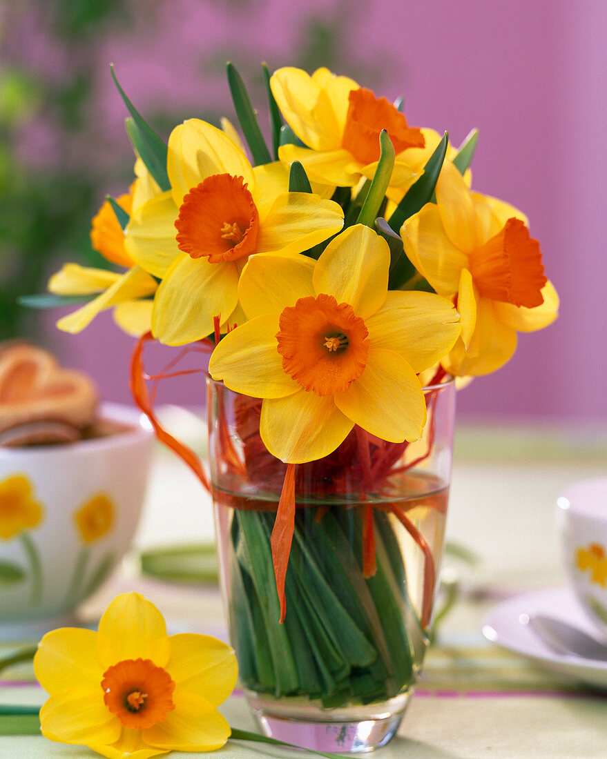 Narcissus 'Red Devon' (Daffodils)