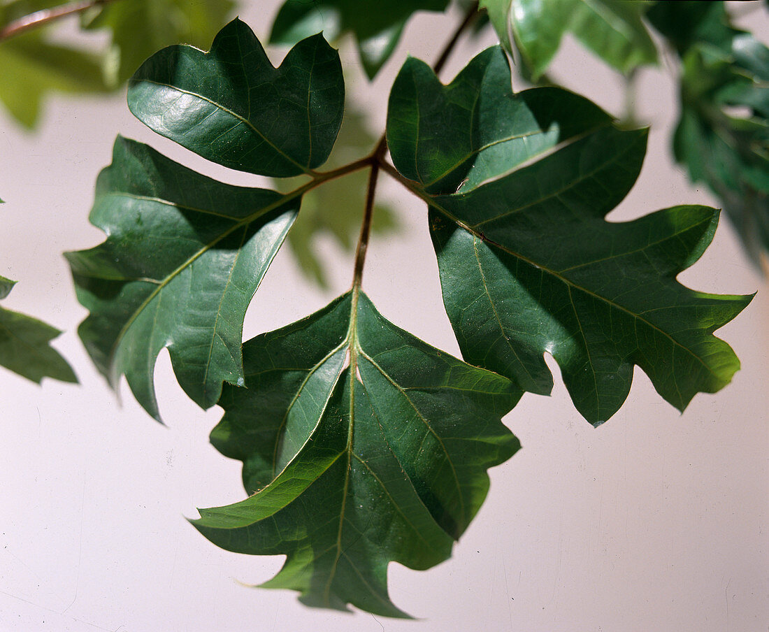 Cissus rhombifolia 'Ellen Danica' / Zimmerwein