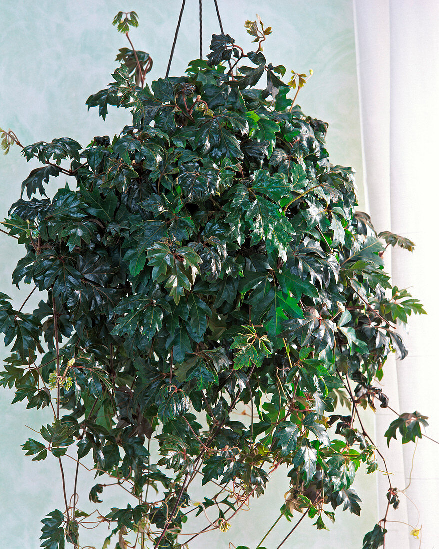 Cissus rhombifolia 'Ellen Danica' / Zimmerwein