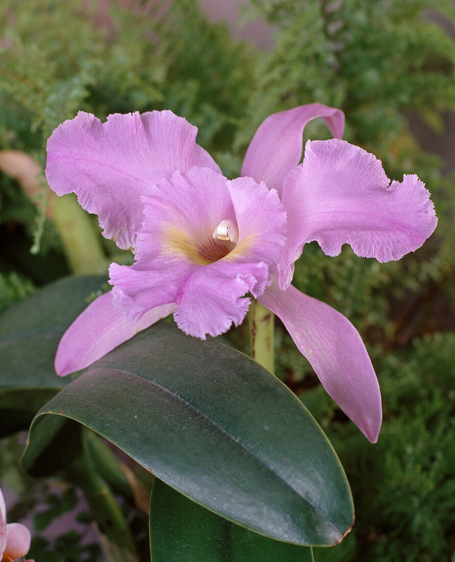 Cattleya-HYBR.