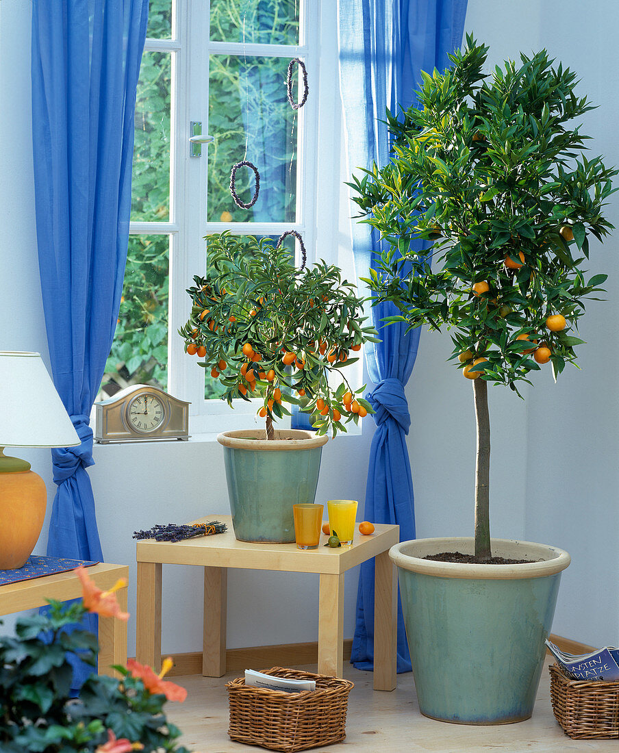 Citrus im Zimmer - Fortunella Kumquat