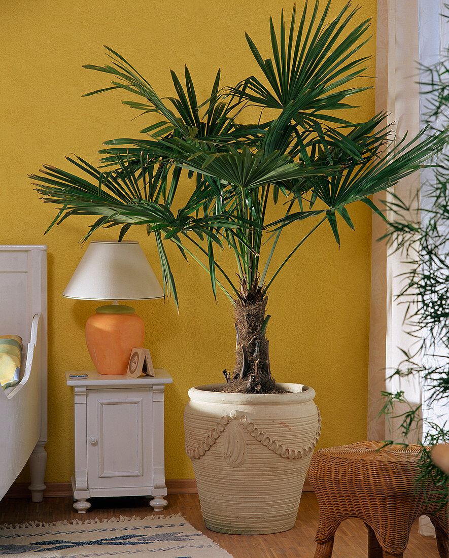 Chamaerops humilis (dwarf palm) in front of yellow wall