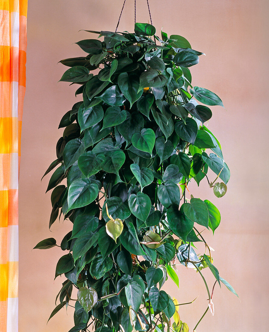 Philodendron scandens (climbing Philodendron) as hanging basket