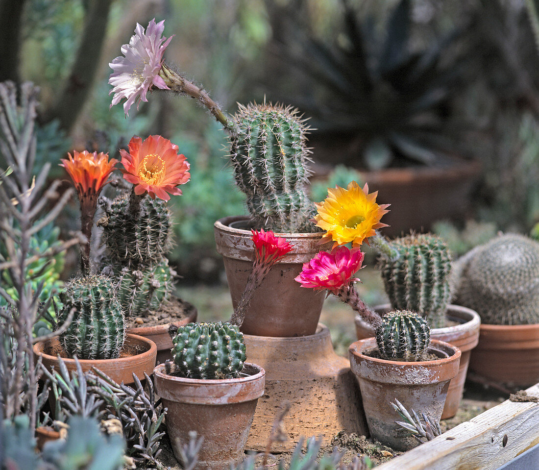 Echinopsis hybrids on the table