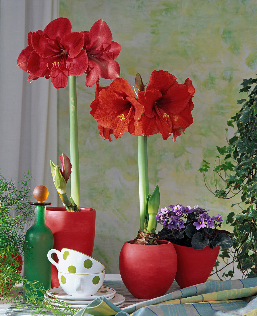 Hippeastrum hybrids