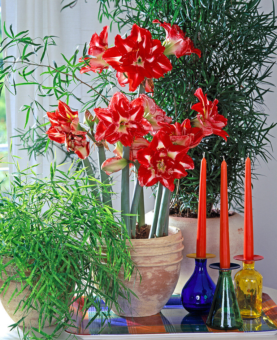 Hippeastrum-Hybr. 'Pasadena'