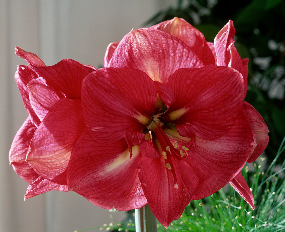 Hippeastrum-Hybr. 'Telstar'