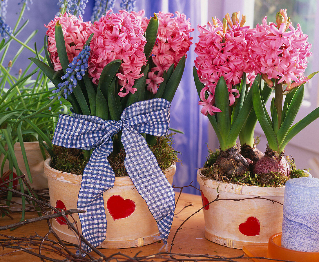 Hyacinthus ORIENTALIS