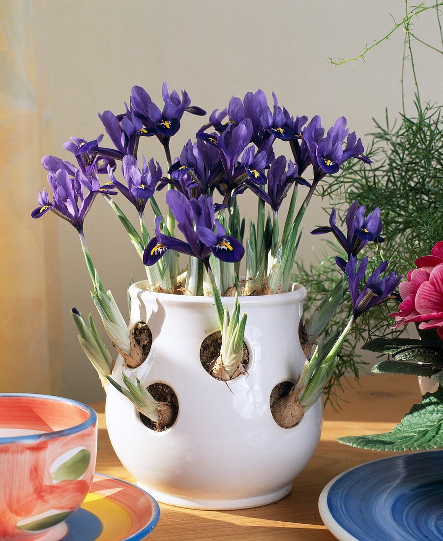 Iris reticulata (dwarf beardless iris) in crocus pot