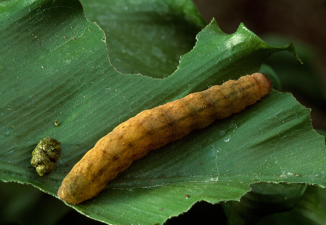Caterpillar of Achateule (Phlogophora meticulosa) on leaf