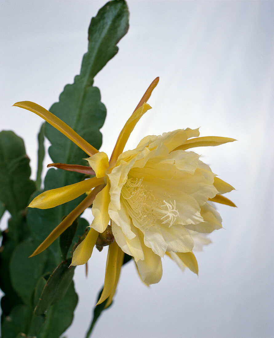 Epiphyllum