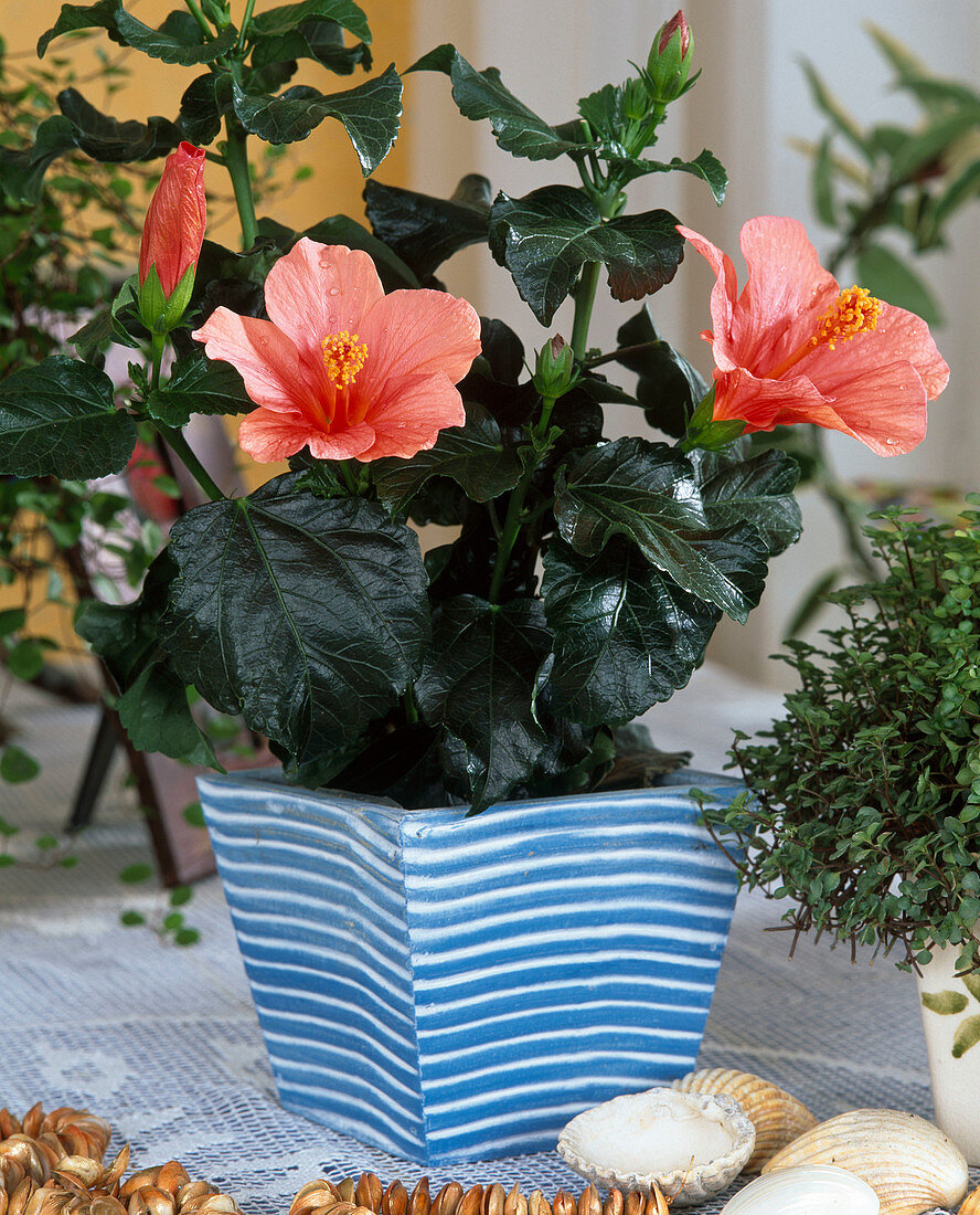 Hibiscus rosa-sinensis 'Royal Red'