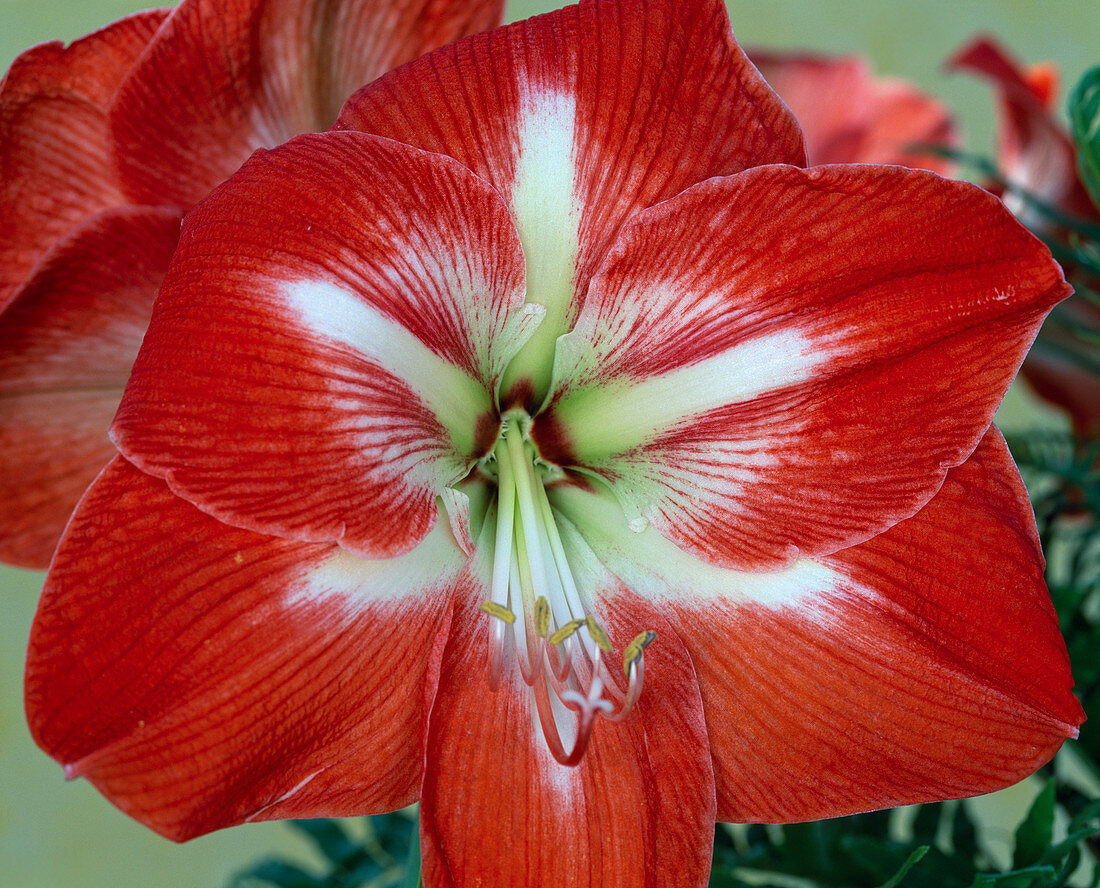 Hippeastrum-Hybr.