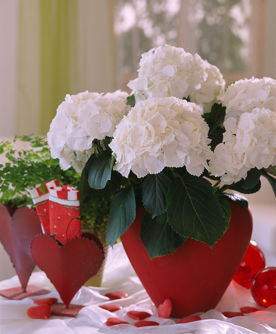 Hydrangea macrophylla 'Schneeball'