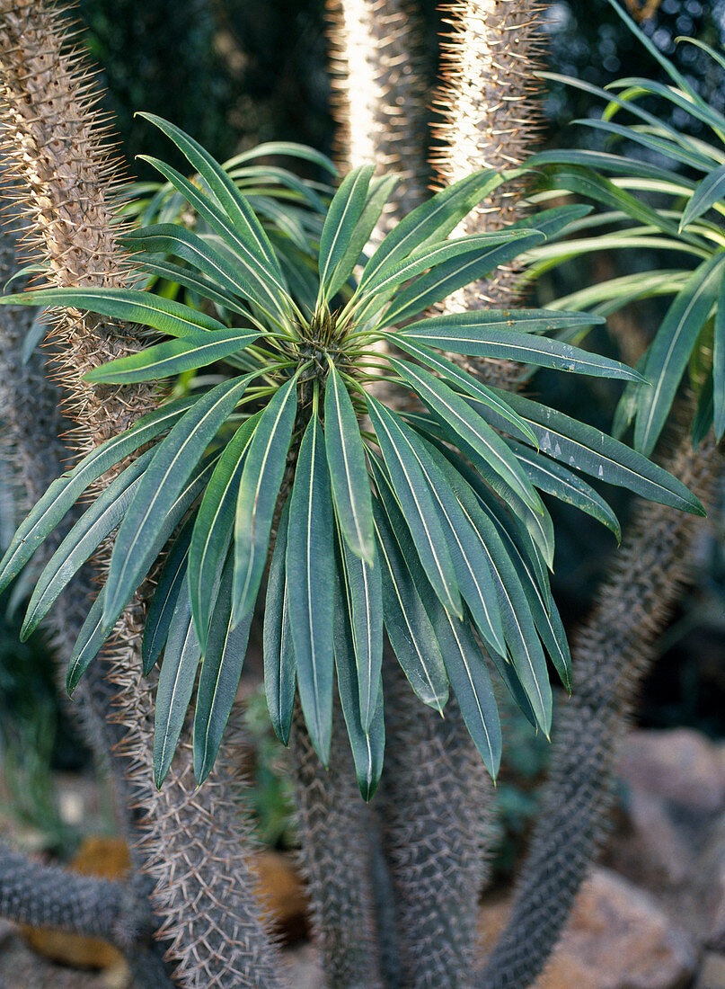 Pachypodium lamerei