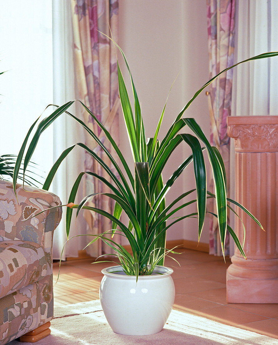 Pandanus VEITCHII