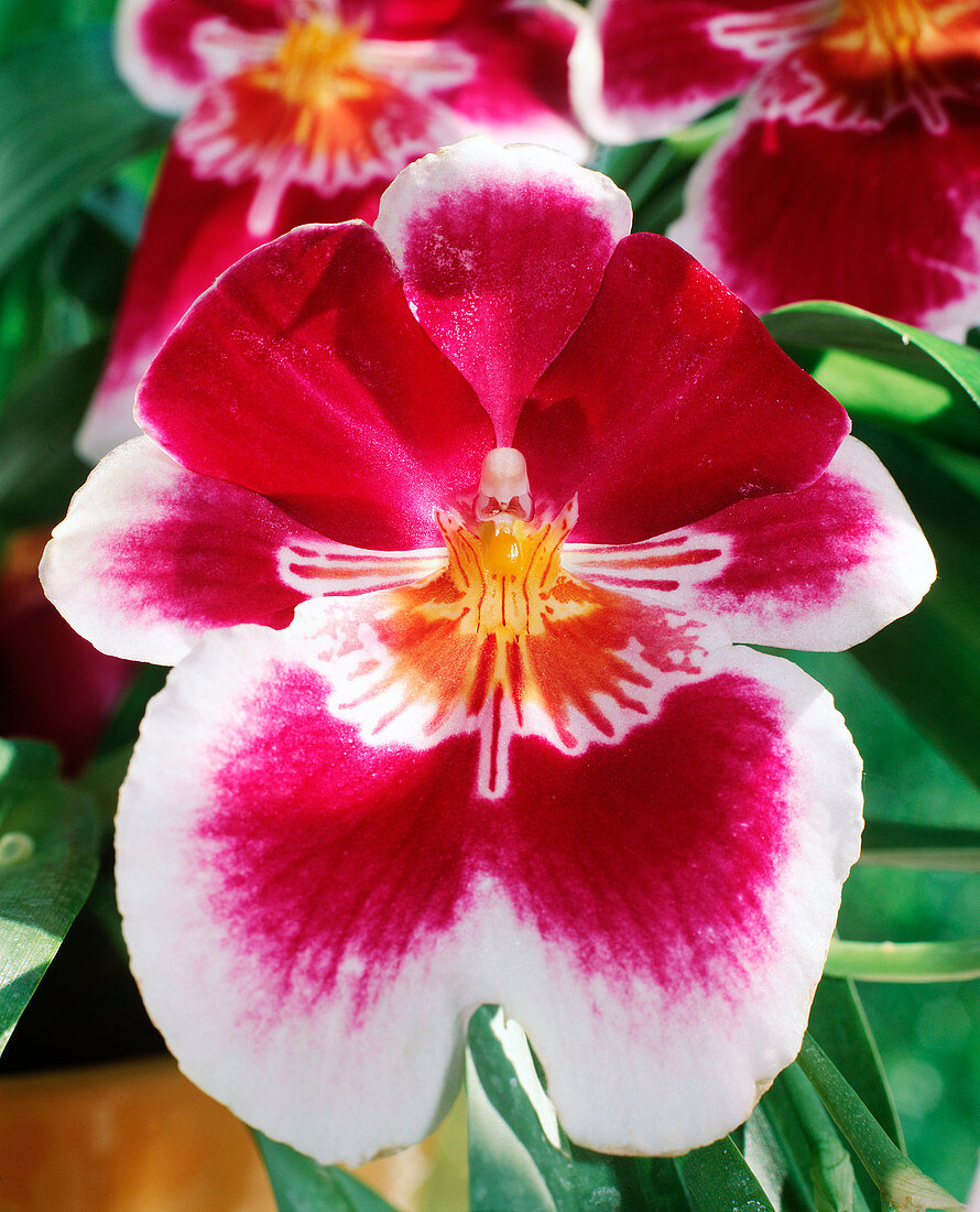 Miltonia-HYBR.