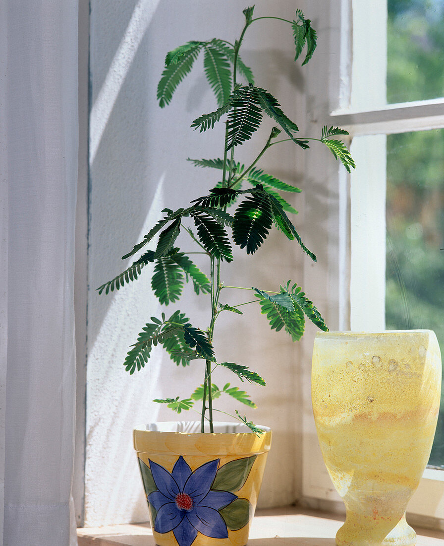 Mimosa pudica (Rühr-mich-nicht-an , Mimose)