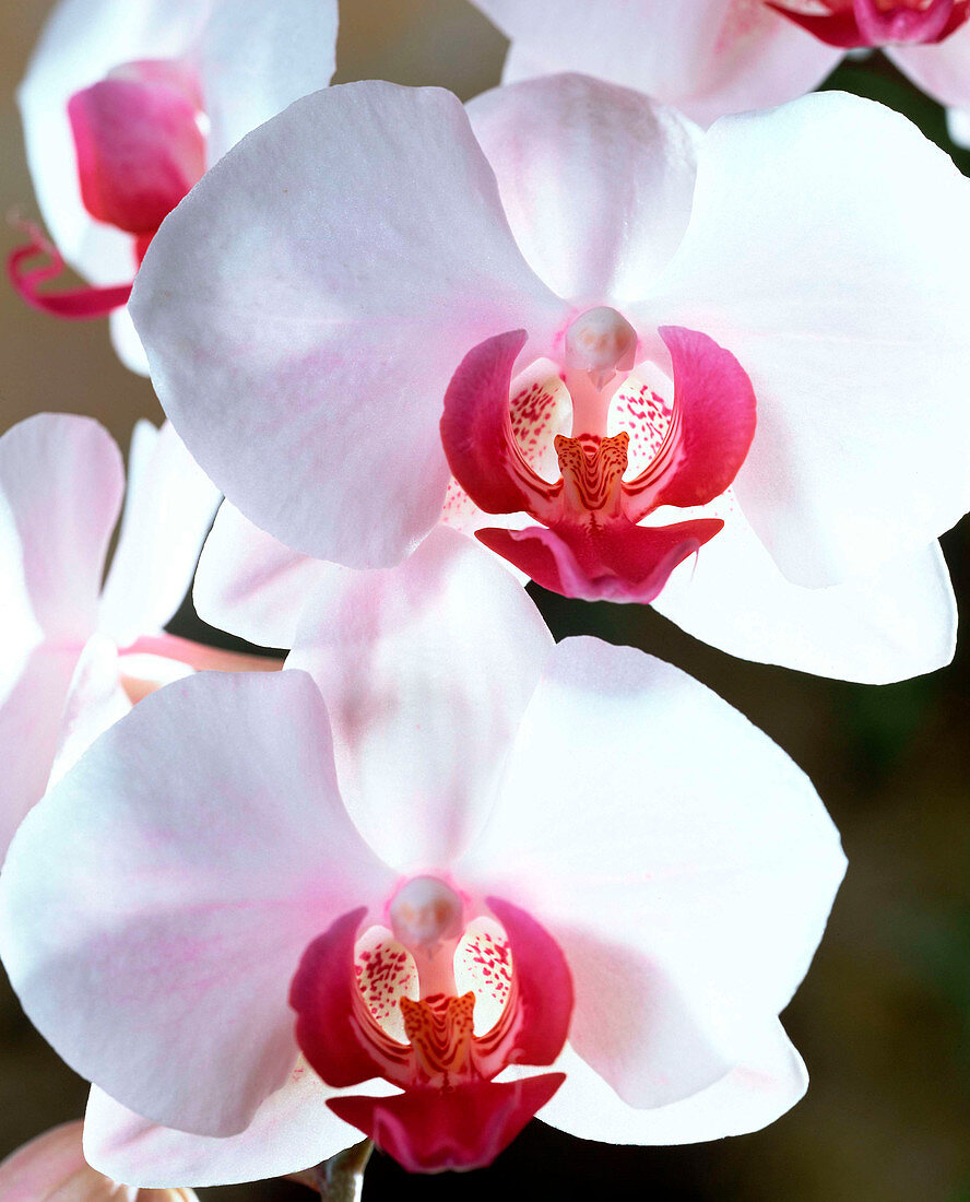 Phalaenopsis-Hybriden