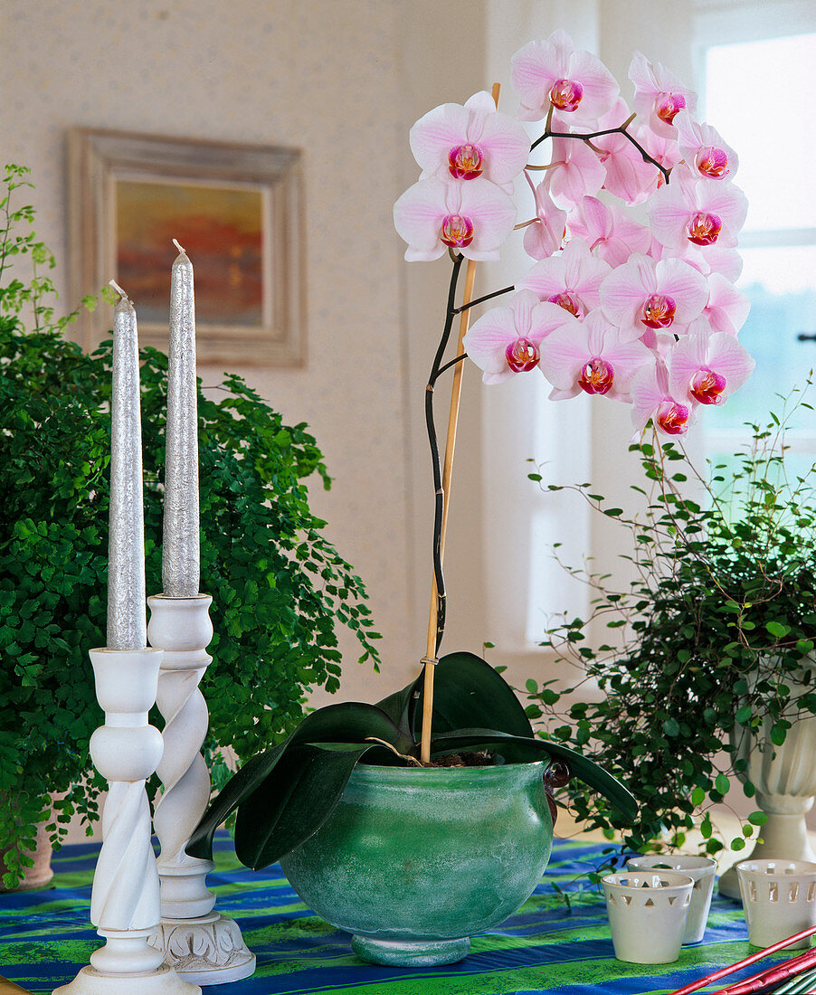 Phalaenopsis-Hybriden auf dem Tisch, Kerzenhalter