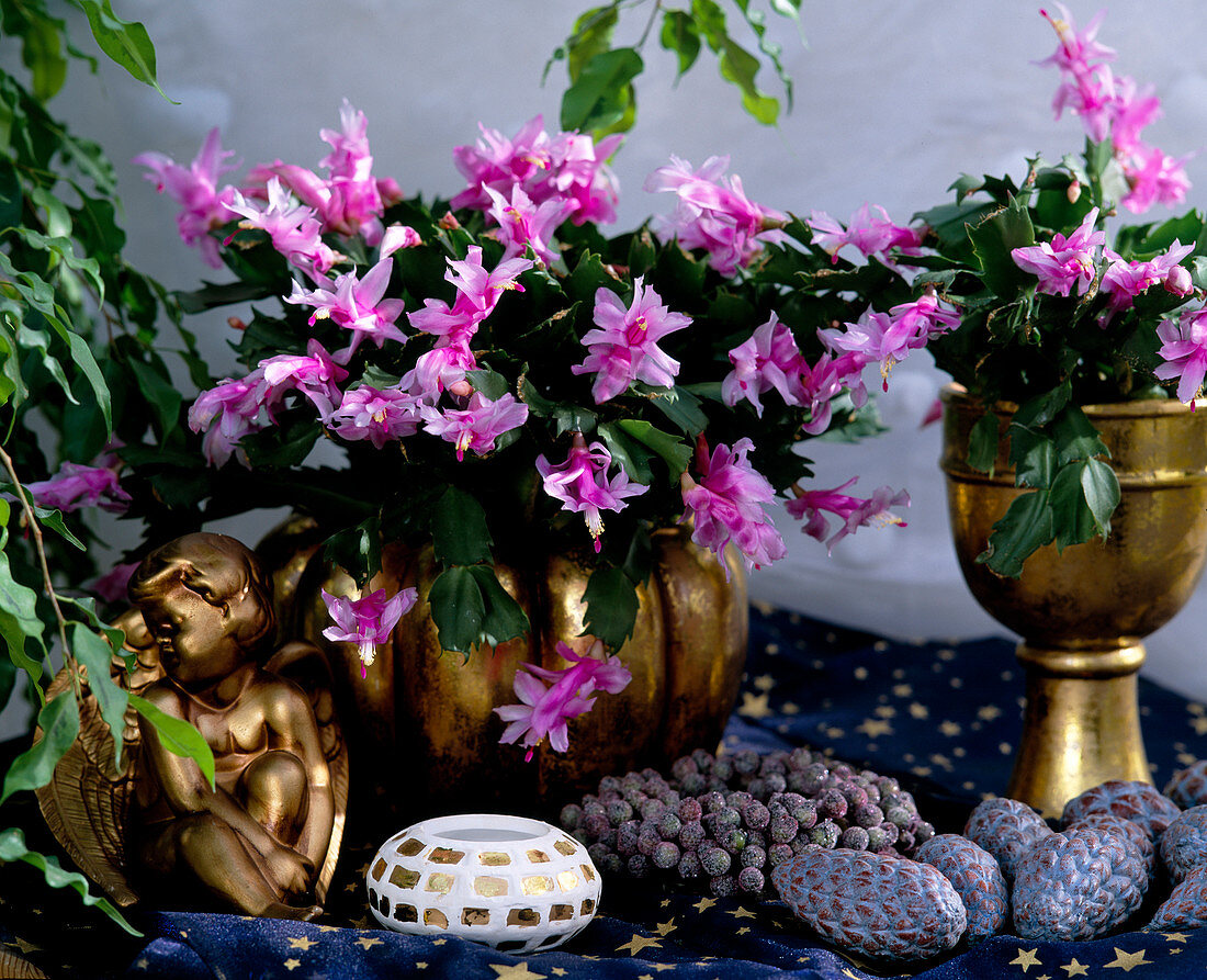 Schlumbergera (Christmas cactus) in golden containers, angel