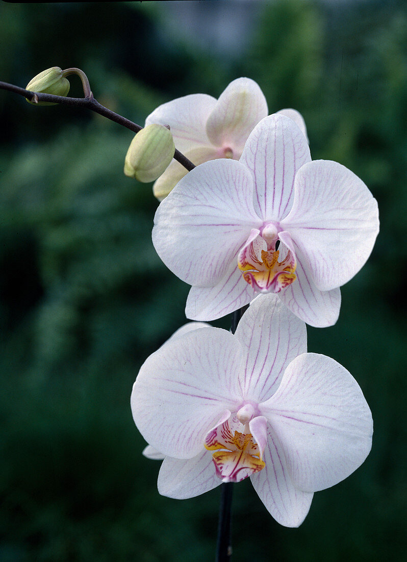 Phalaenopsis hybrids