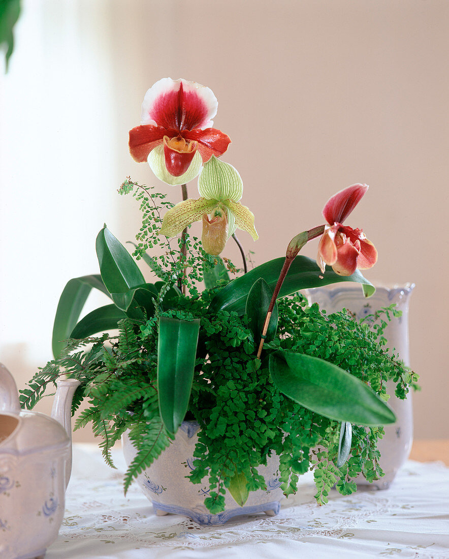 Paphiopedilum-HYBR. 'Orchilla', Paphiopedilum-HYBR.