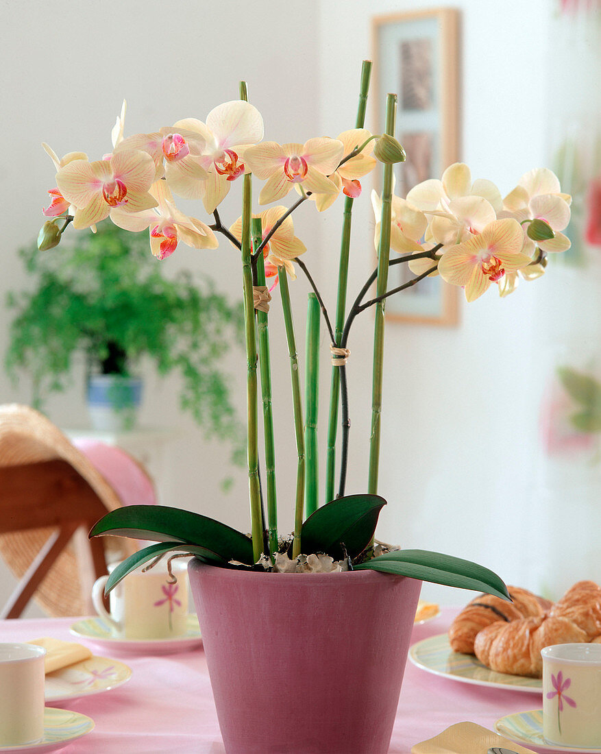 Phalaenopsis hybrids (butterfly orchid)