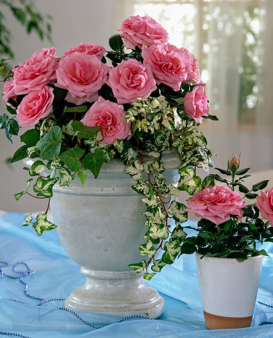 Bowl with rose 'Rosavova', very fragrant