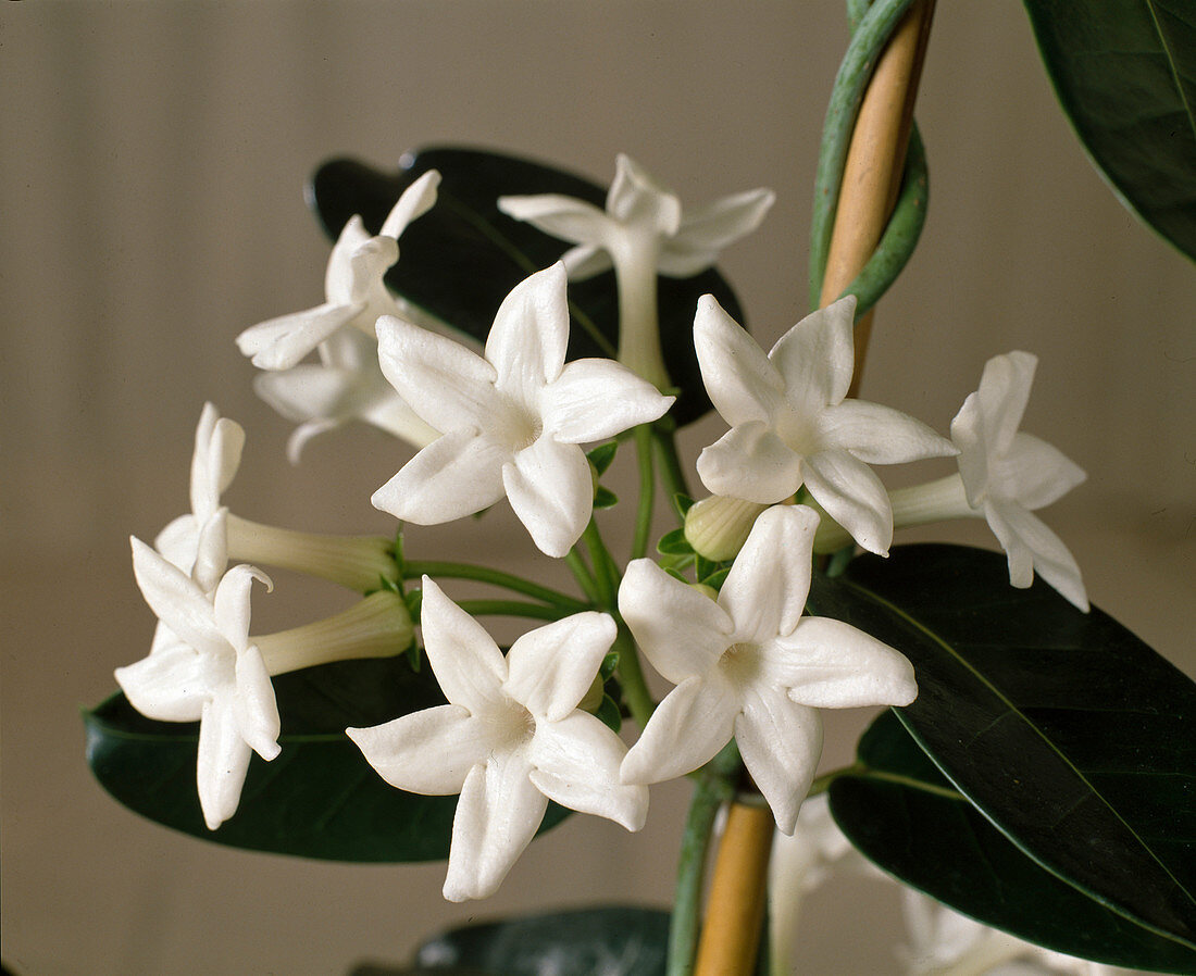 Stephanotis floribunda