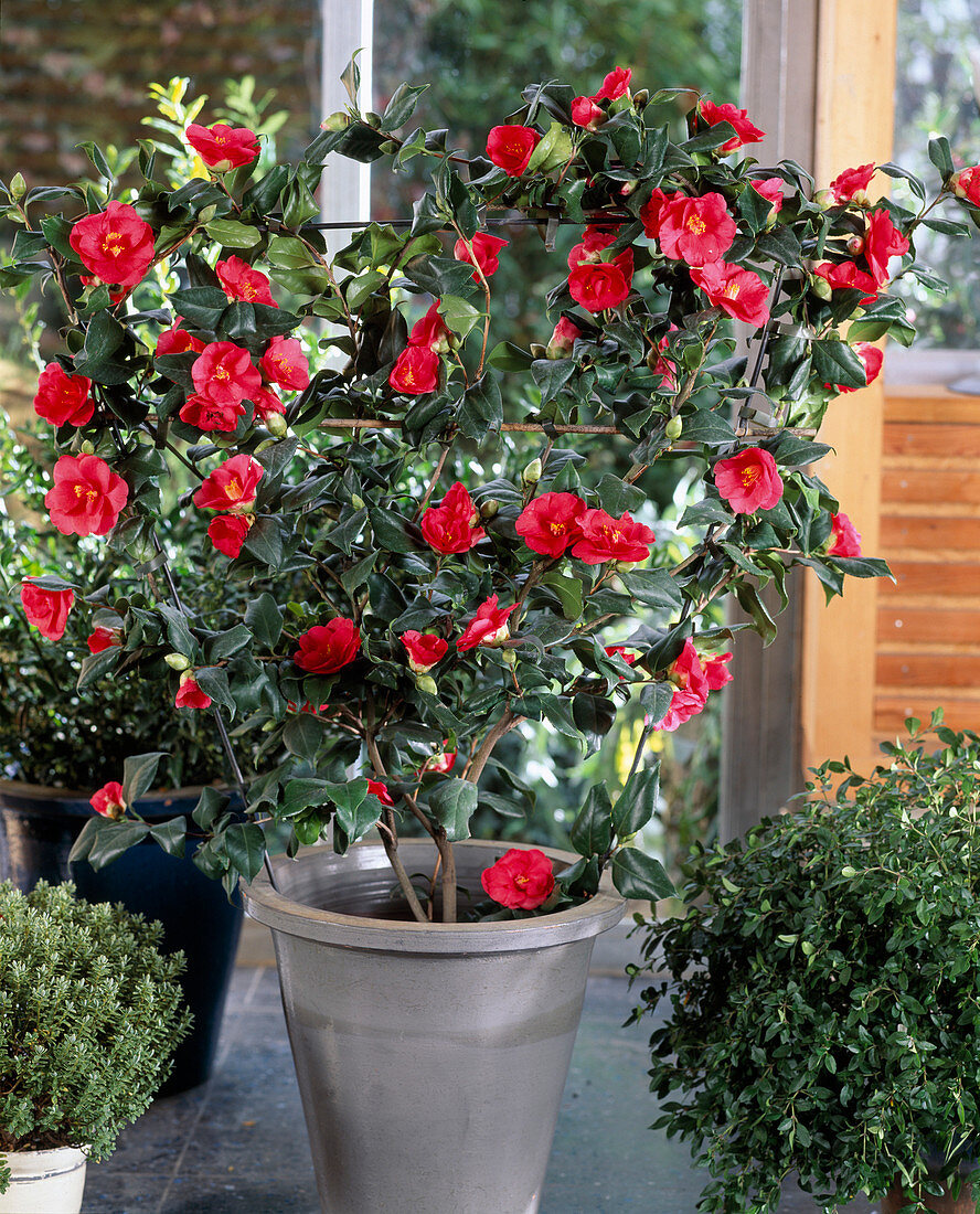 Camellia japonica 'Ascona'