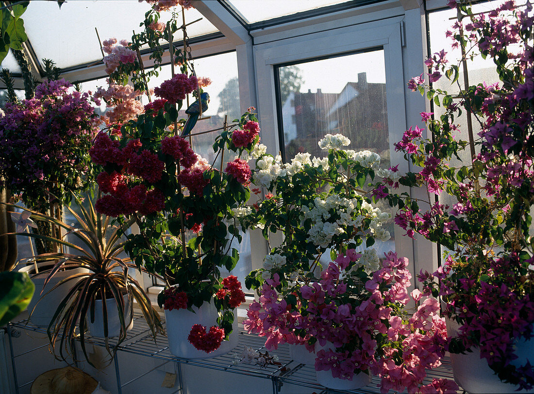 Bougainvillea im Wintergarten