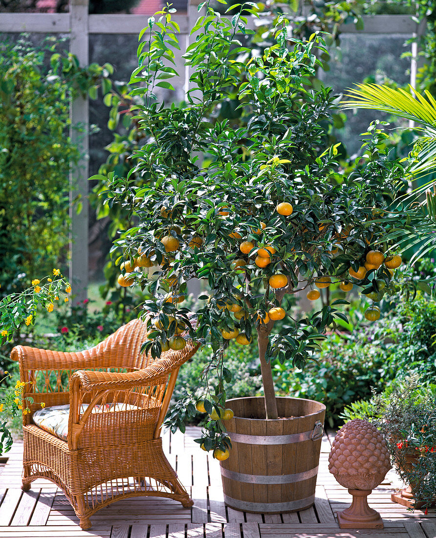 Citrus hybrids (tangerines)