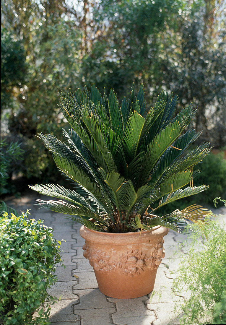 Cycas revoluta