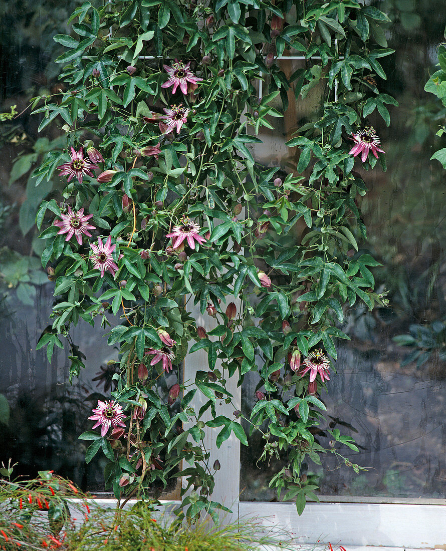 Passiflora caeruleoracemosa, passion fruit