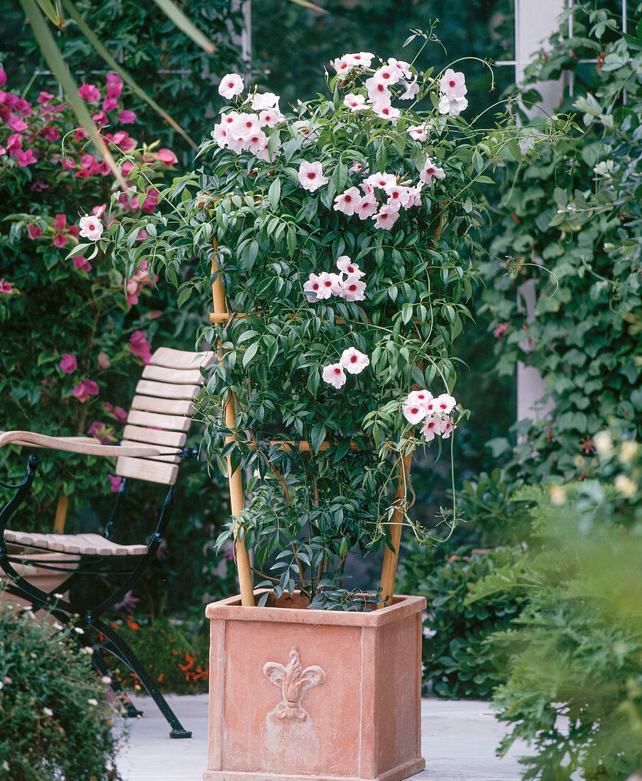 Pandorea Jasminoides